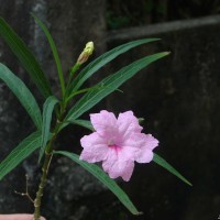 Ruellia simplex C.Wright